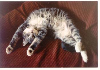 Lazy