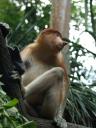 Long nosed monkey at Singapore Zoo