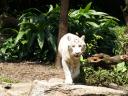 White tiger at Singapore Zoo